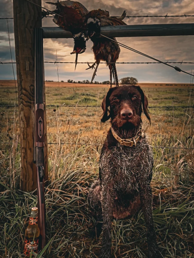 Grain Belt: The Friendly Beer